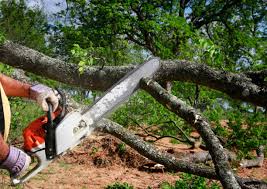 How Our Tree Care Process Works  in  Lacy Lakeview, TX